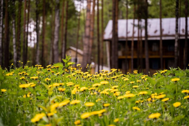 Санаторий "Русский лес"